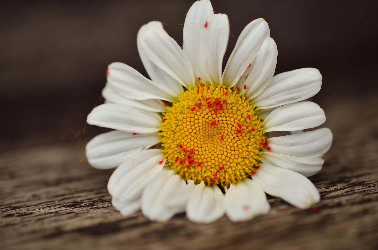 Natural Pest Control - Methods and Benefits